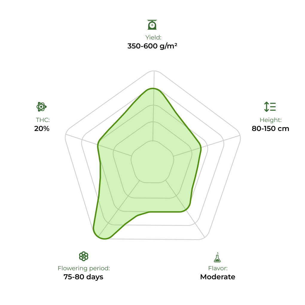 Auto Amnesia Haze technology radar 33stakana