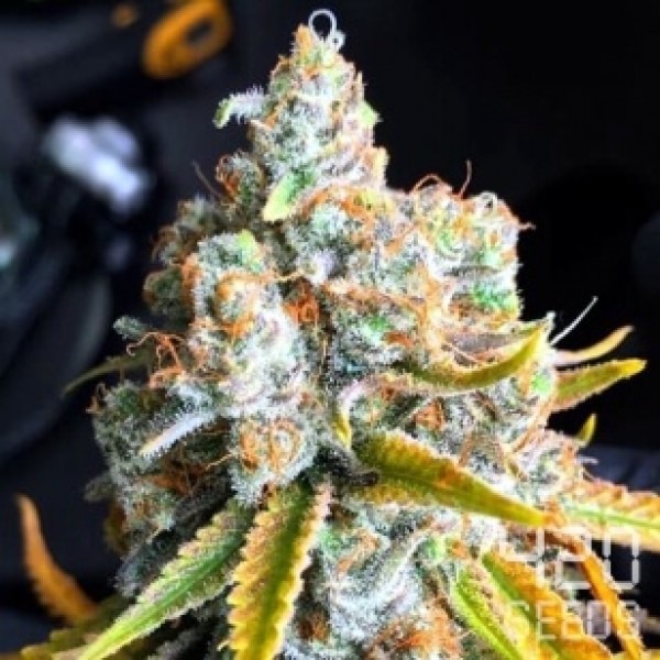 Auto Banana Kush photo