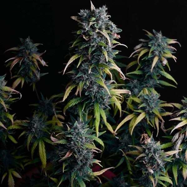 cannabis Auto Big Devil
