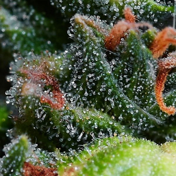 Биг Девил Авто фото