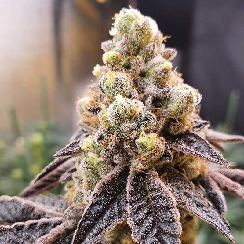 Auto Black Opium fem, 33Stakana
