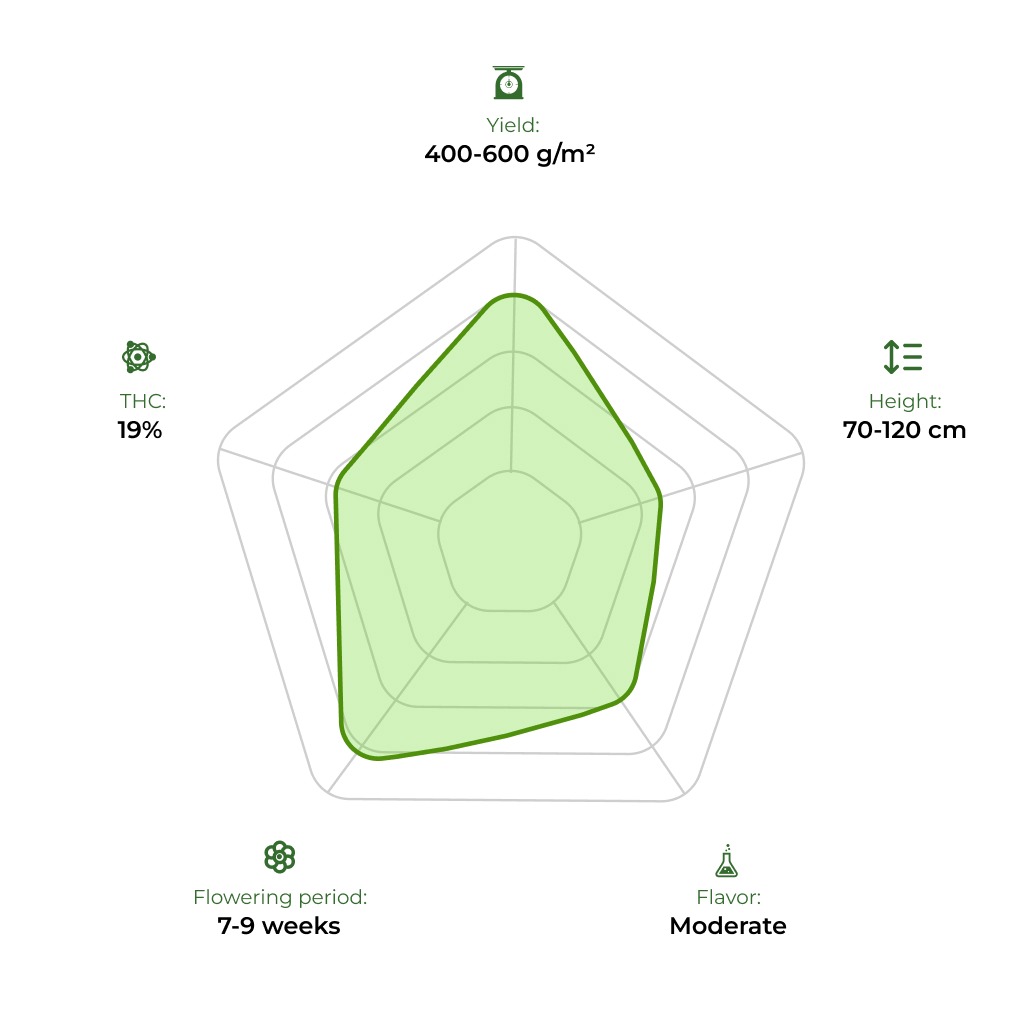 Auto Blow Mind technology radar 33stakana