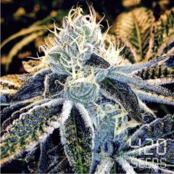 Auto Blue Diesel photo