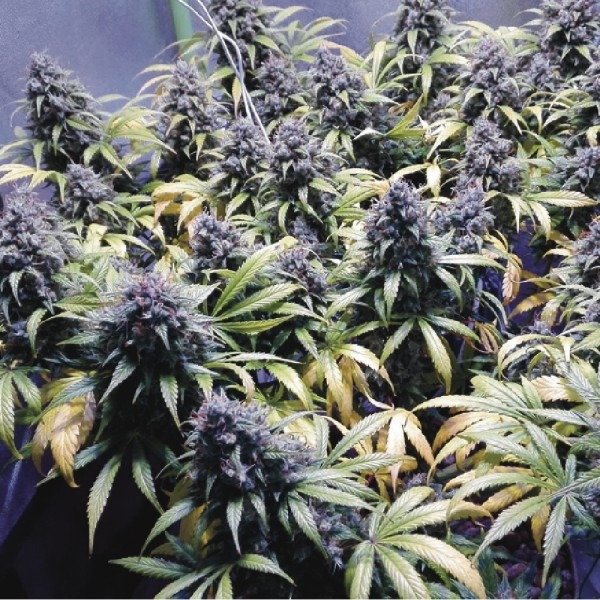 Auto Bruce Lemon Diesel photo