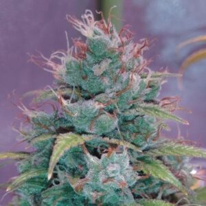 Auto Bruce Lemon Diesel