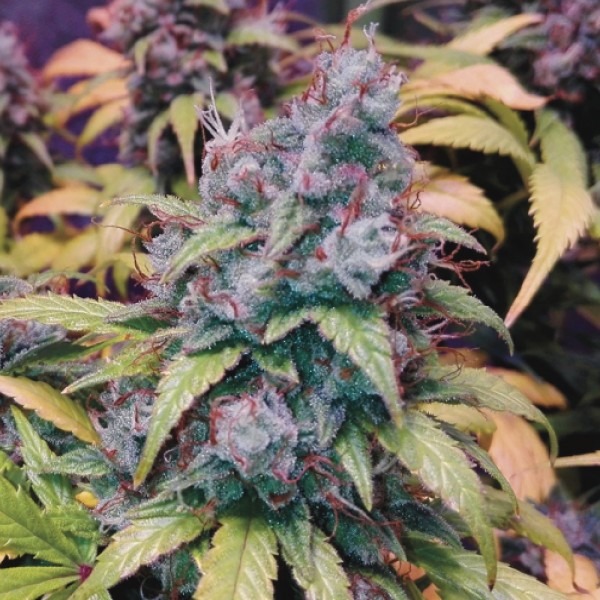 cannabis Auto Bruce Lemon Diesel