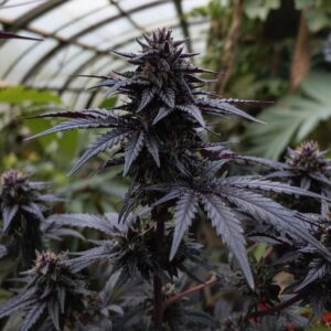 Auto Blueberry, Bulk Seeds