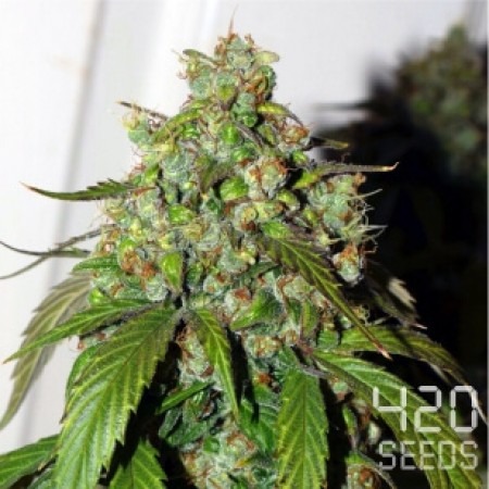 Auto Brooklyn Sunrise