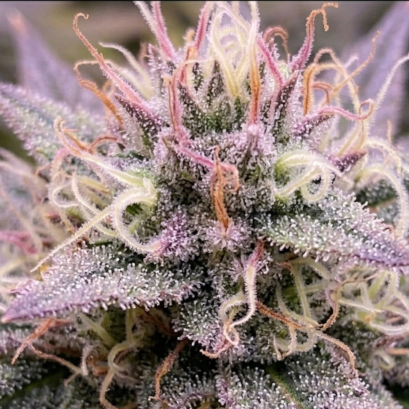 Auto Candy (Divine Seeds), 33 Stakana