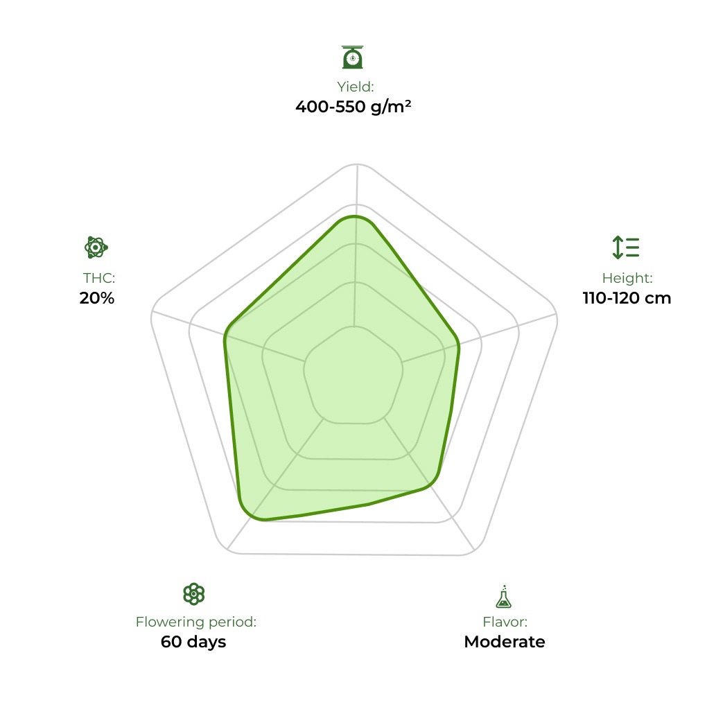Auto Candy technology radar 33stakana