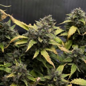 Auto Cream Caramel
