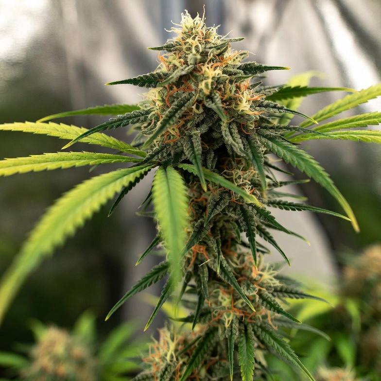 Auto CBD Angel