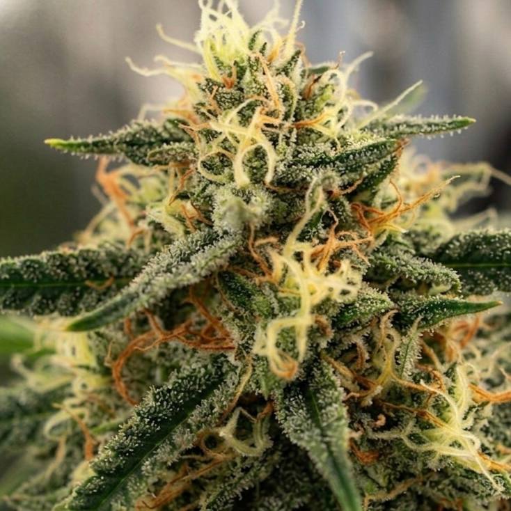 Auto CBD Monster Divine Seeds