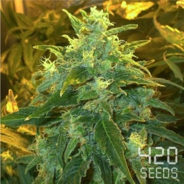 Auto Chocolope photo