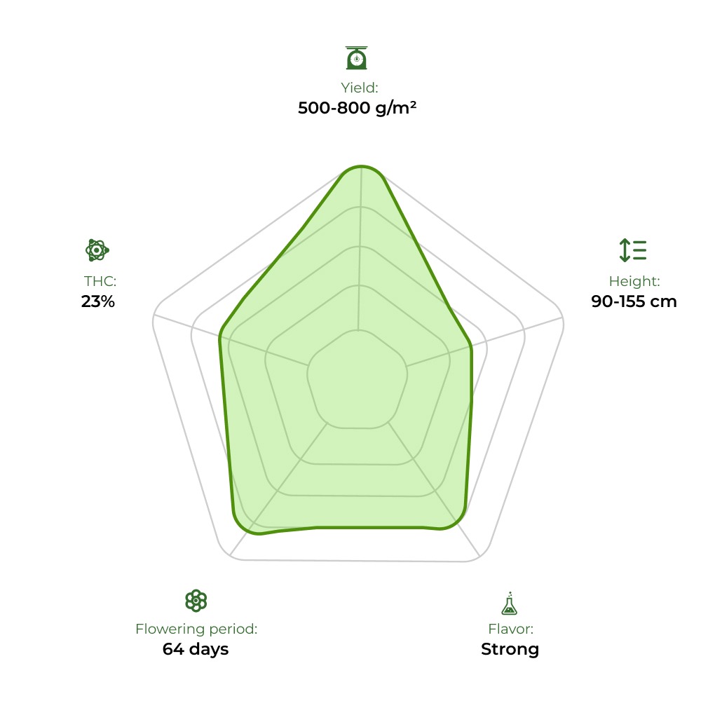 Auto Chocolope technology radar 33stakana