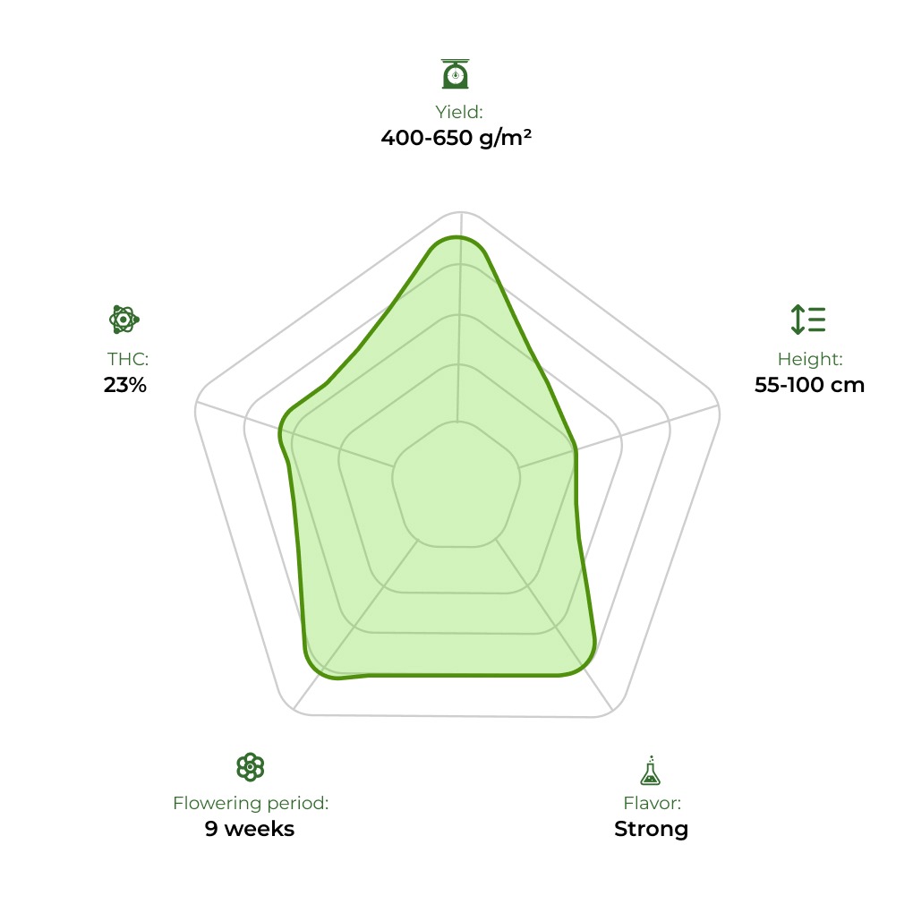 Auto Critical Jack technology radar 33stakana