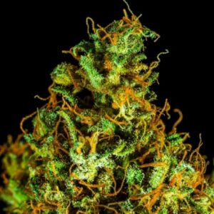 Auto Daiquiri Lime