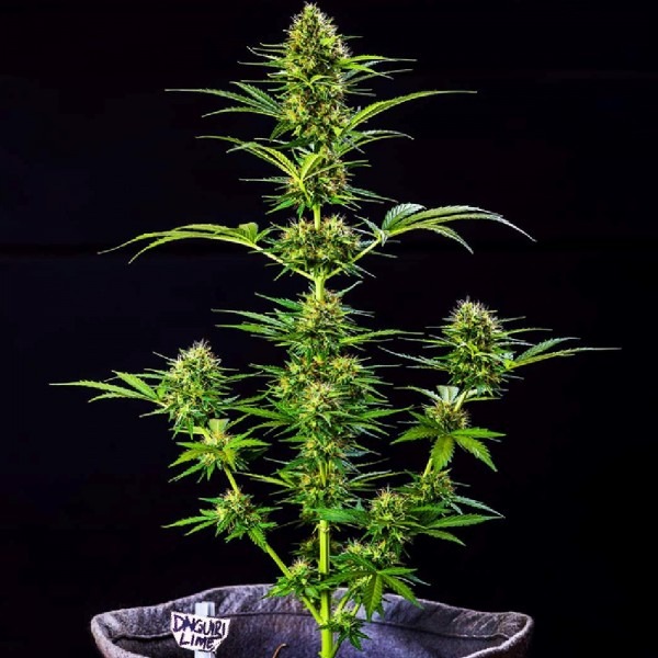 Auto Daiquiri Lime photo