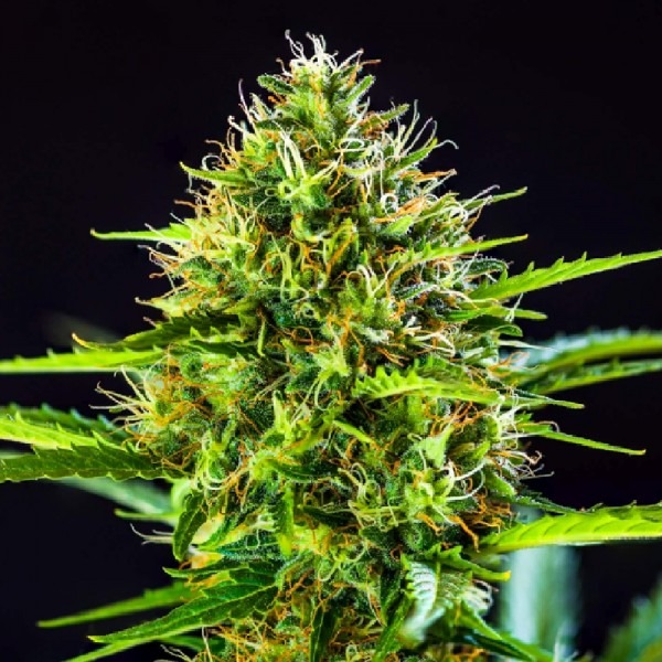 cannabis Auto Daiquiri Lime