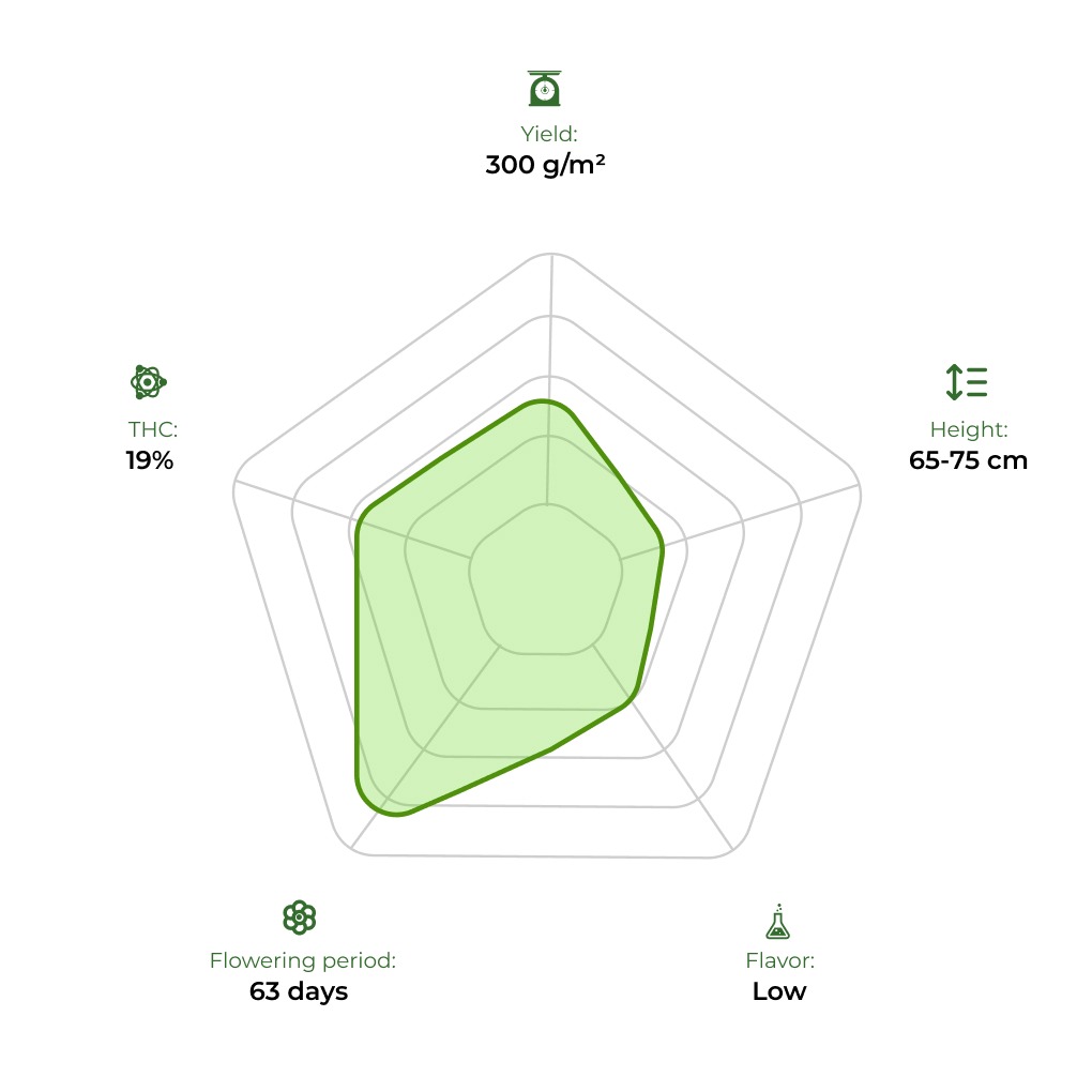 Auto Deadryder technology radar 33stakana