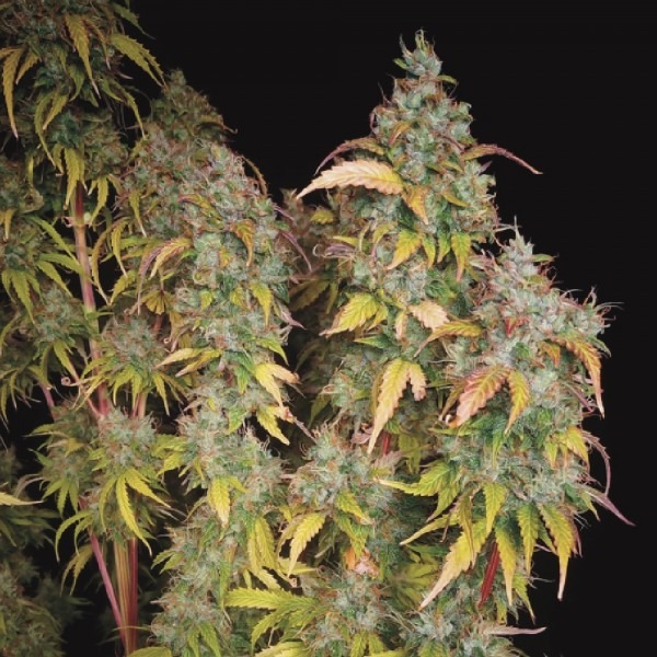 Авто Дизель фото сорта