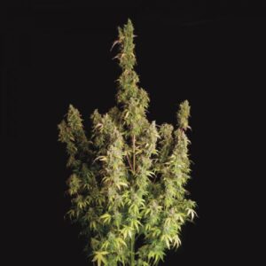 Auto Diesel