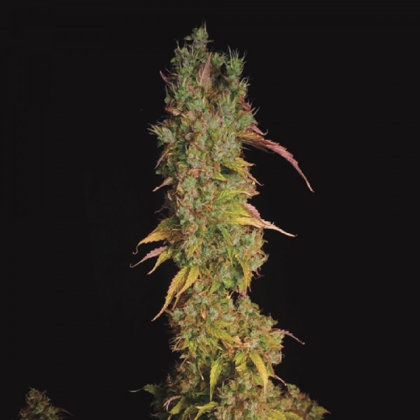 cannabis Auto Diesel