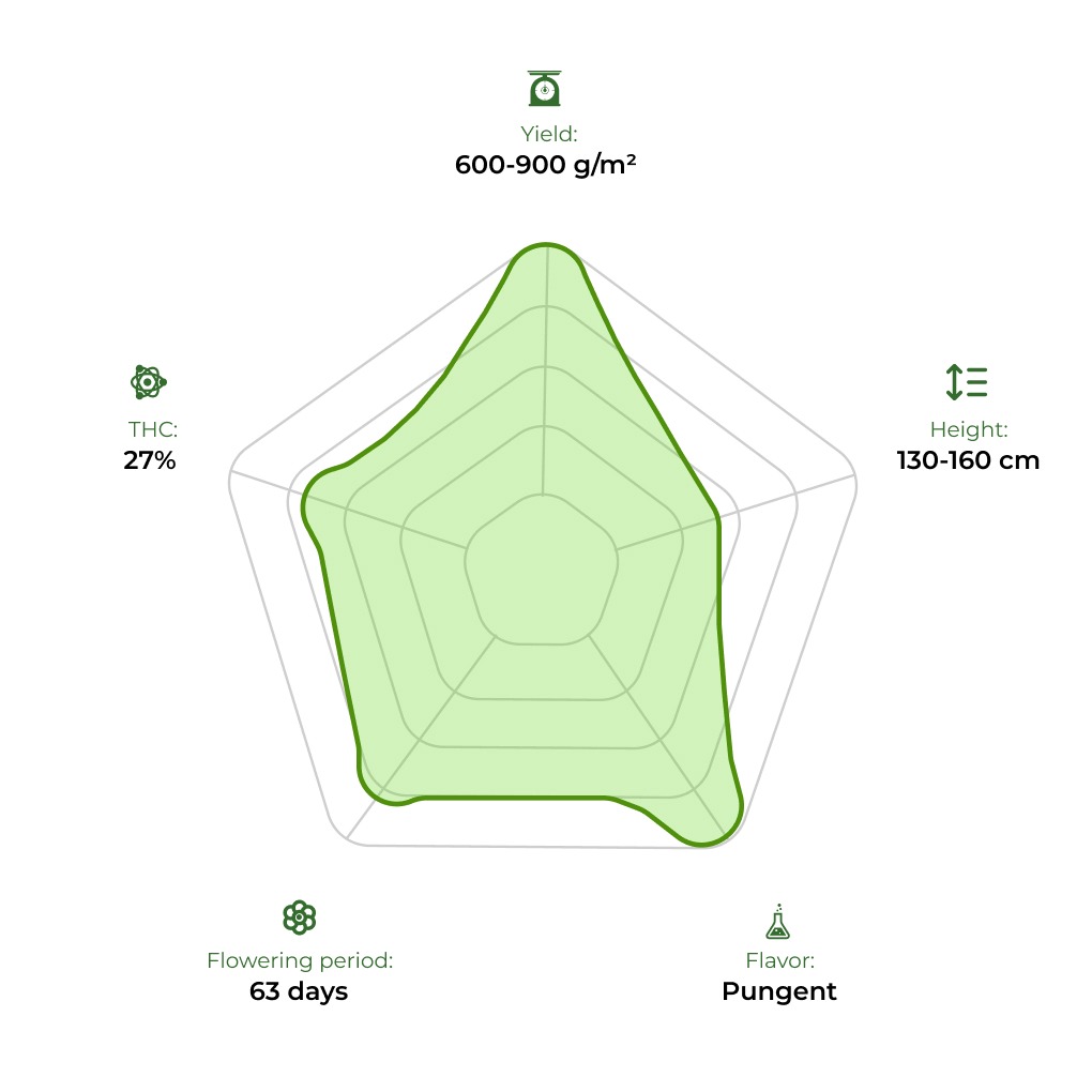 Auto Divine Rapier technology radar 33stakana