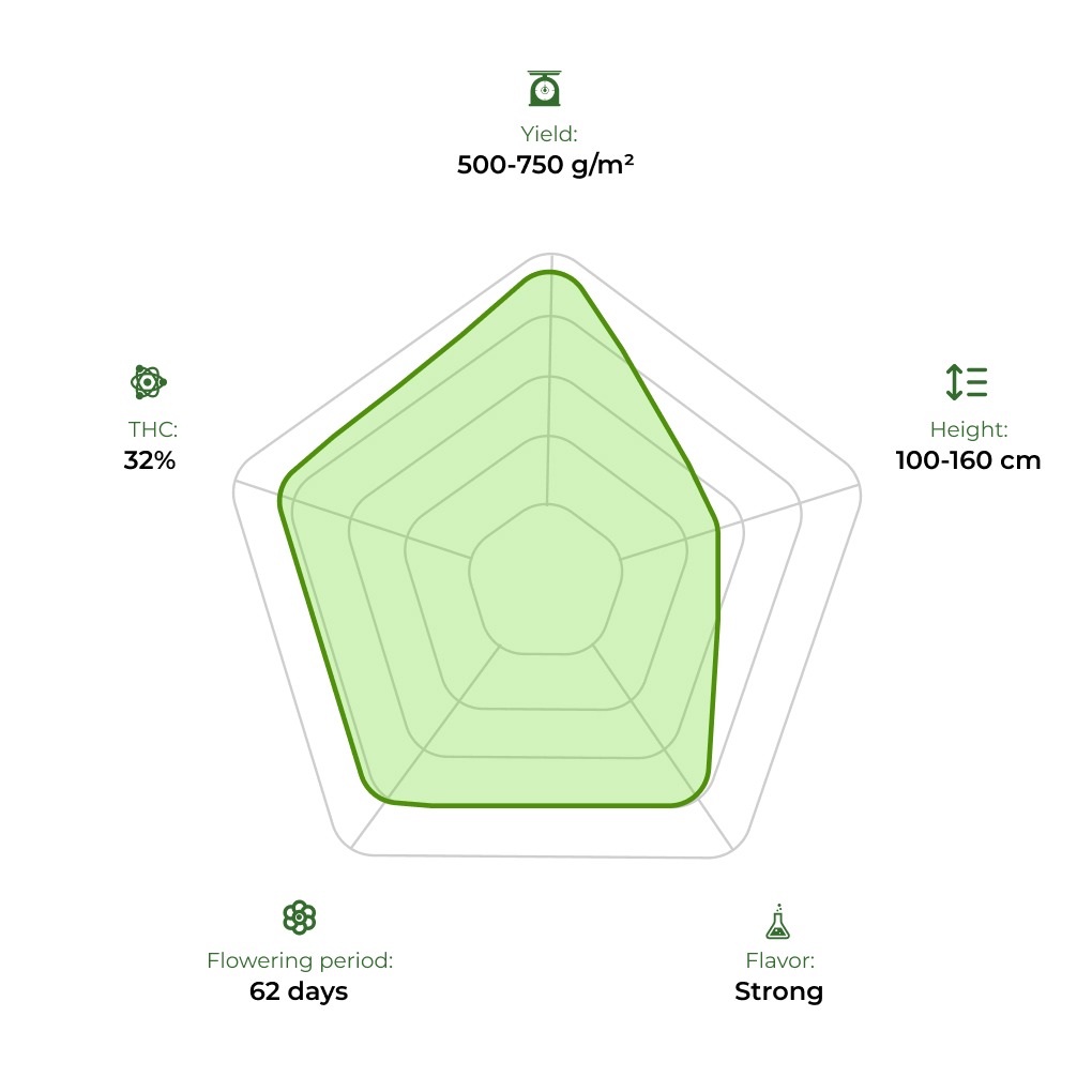 Auto Double Knockout technology radar 33stakana