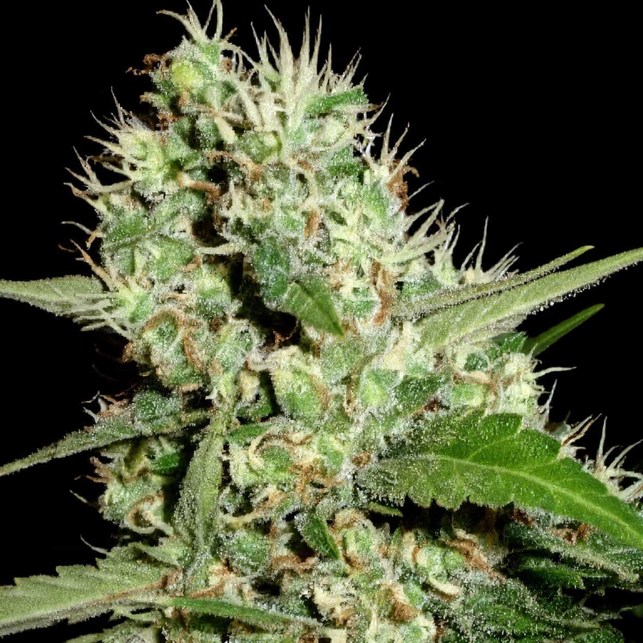 Auto Fractal, Divine Seeds