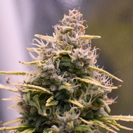 Авто Гендальфс Пайп