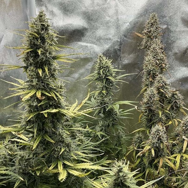 Auto Gandalf's Pipe photo