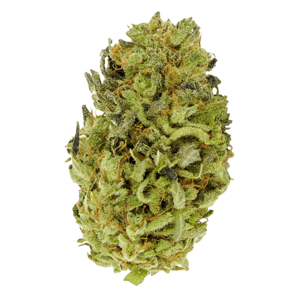 cannabis Auto Hindu Kush (Spain)