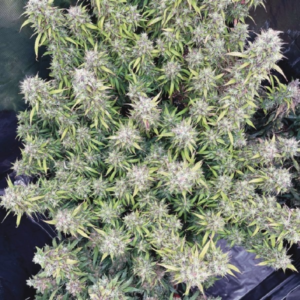 Auto Ice Cool 33stakana