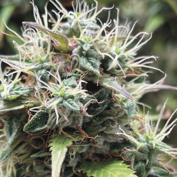 насіння коноплі Авто Айс Кул