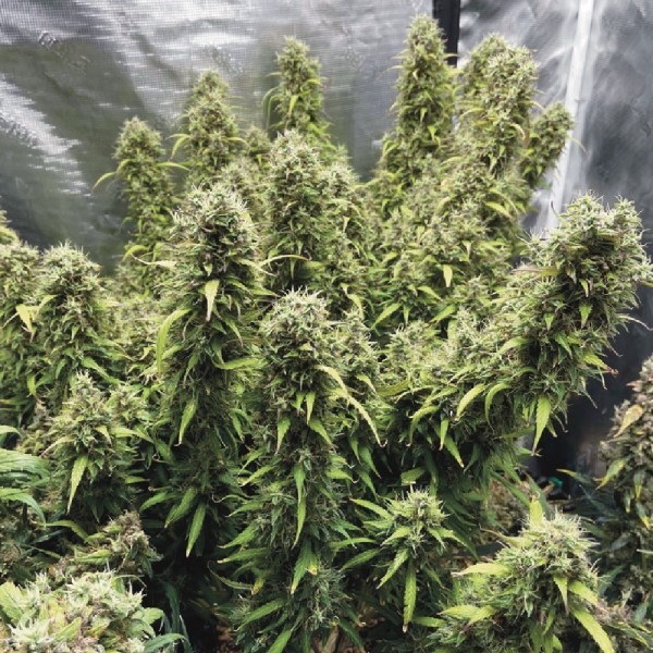 Auto Ice Cool Sativa