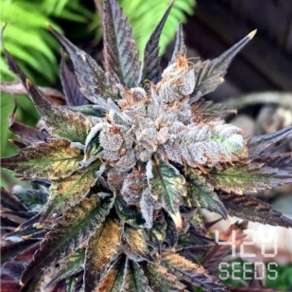 Auto Jack Herrer photo