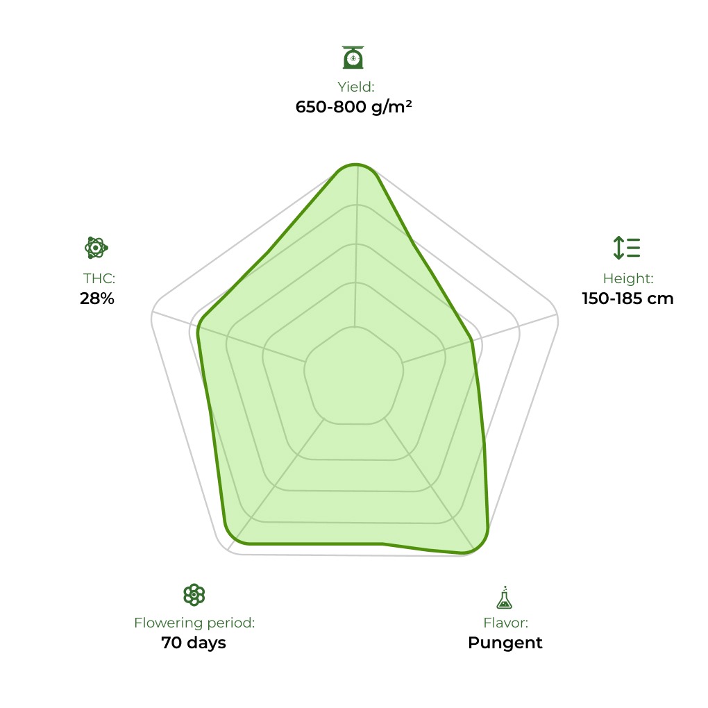 Auto John Weed technology radar 33stakana