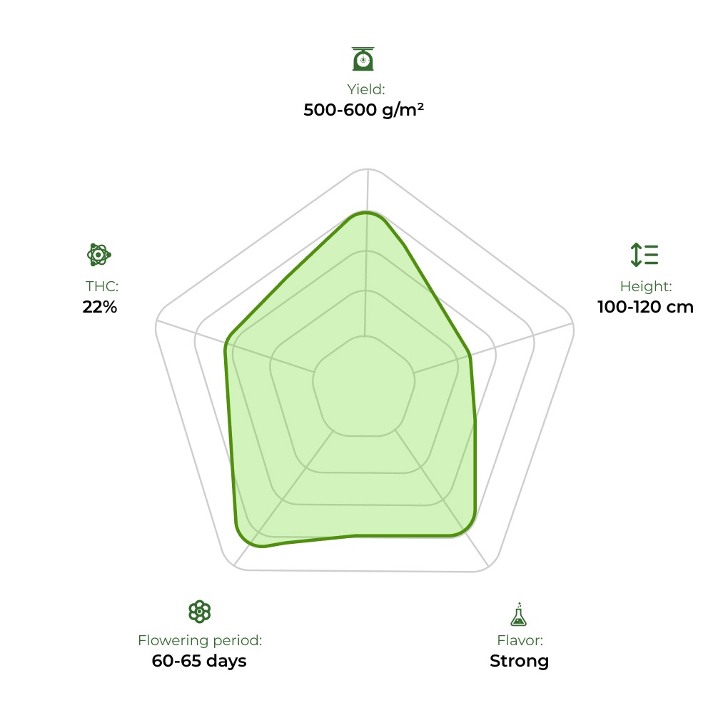 Auto LSD technology radar 33stakana