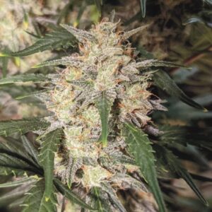 Auto LSD