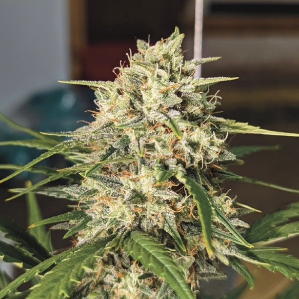 Auto LSD від онлайн магазину 33стакана