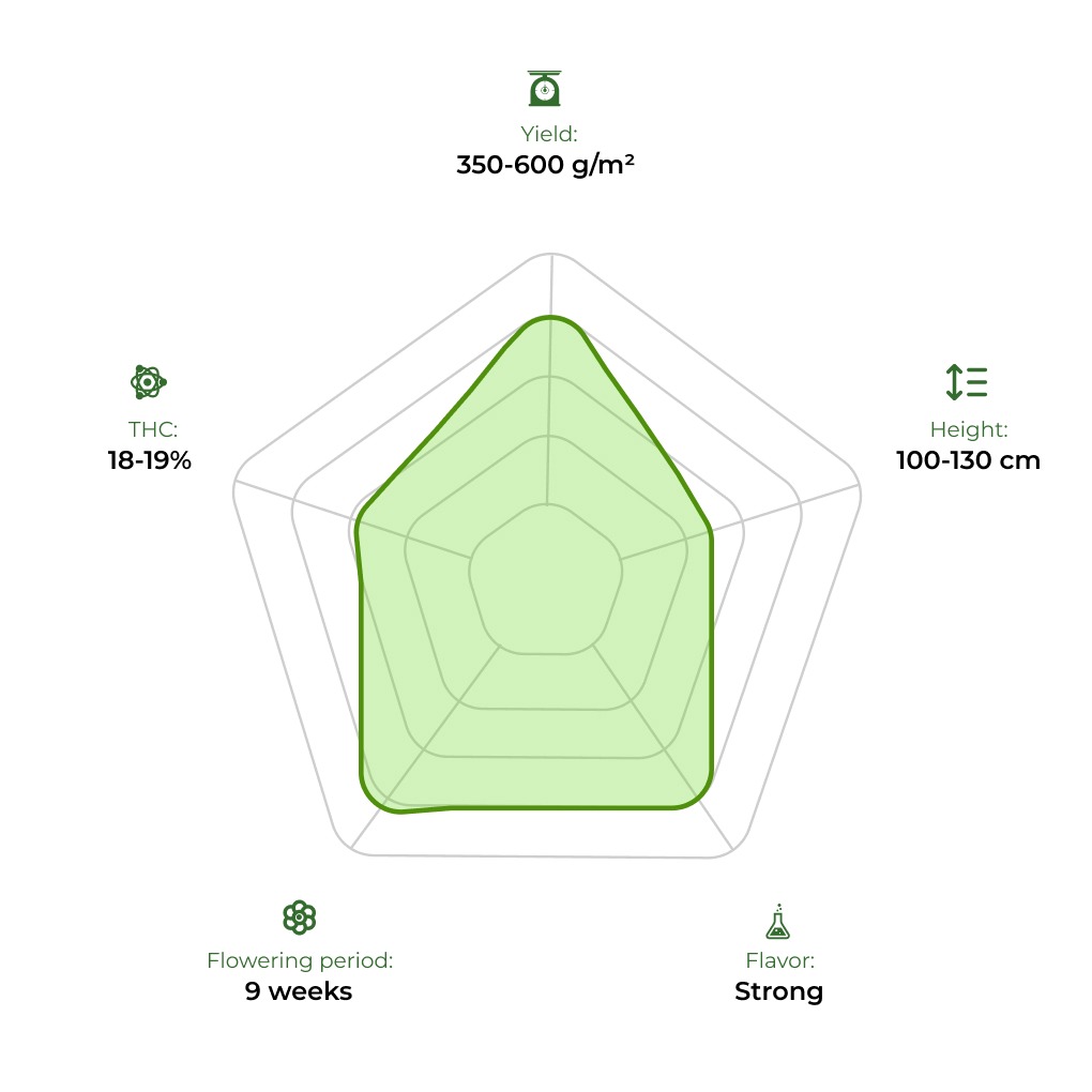 Auto Magnum technology radar 33stakana