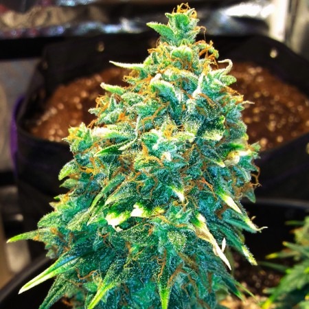 Auto Montreal купить