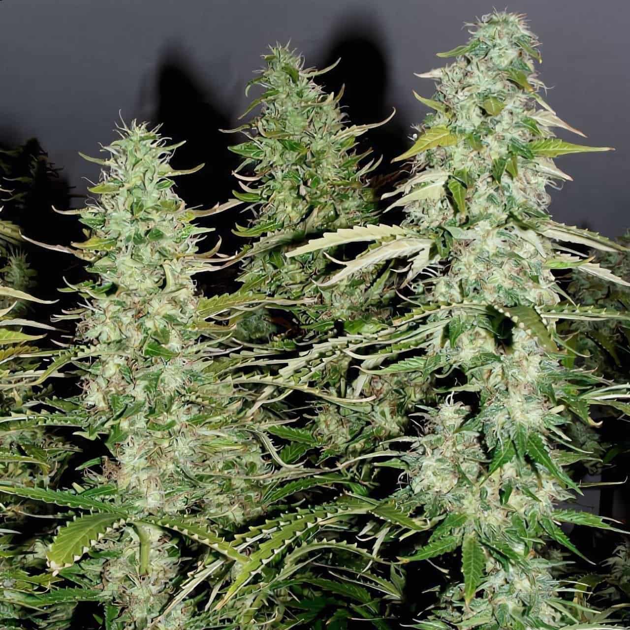 Auto Montreal, Divine Seeds