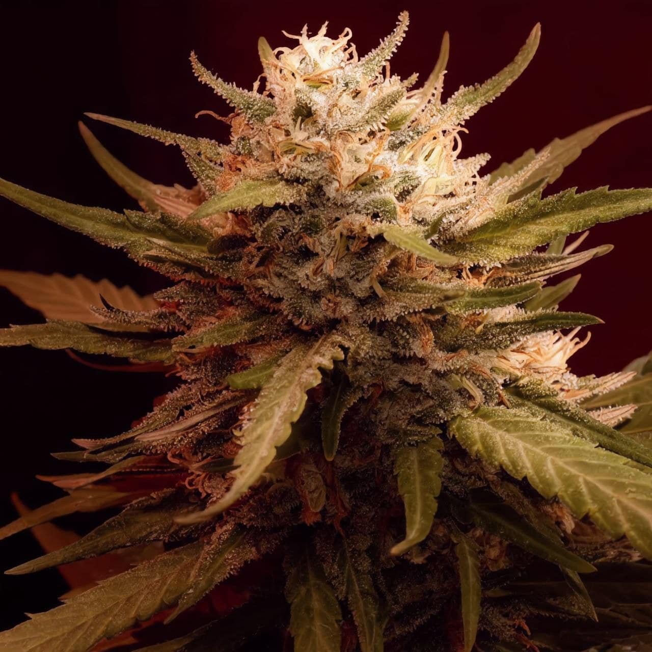 Auto Moon Rock (Divine Seeds), 33 Stakana