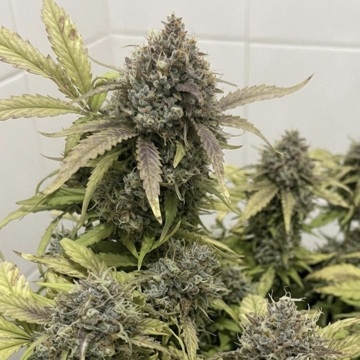 Auto Northern Lights, Divine Seeds