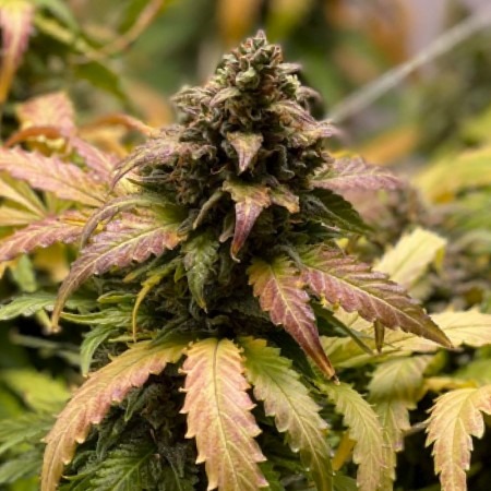 AUTO NORTHERN LIGHTS