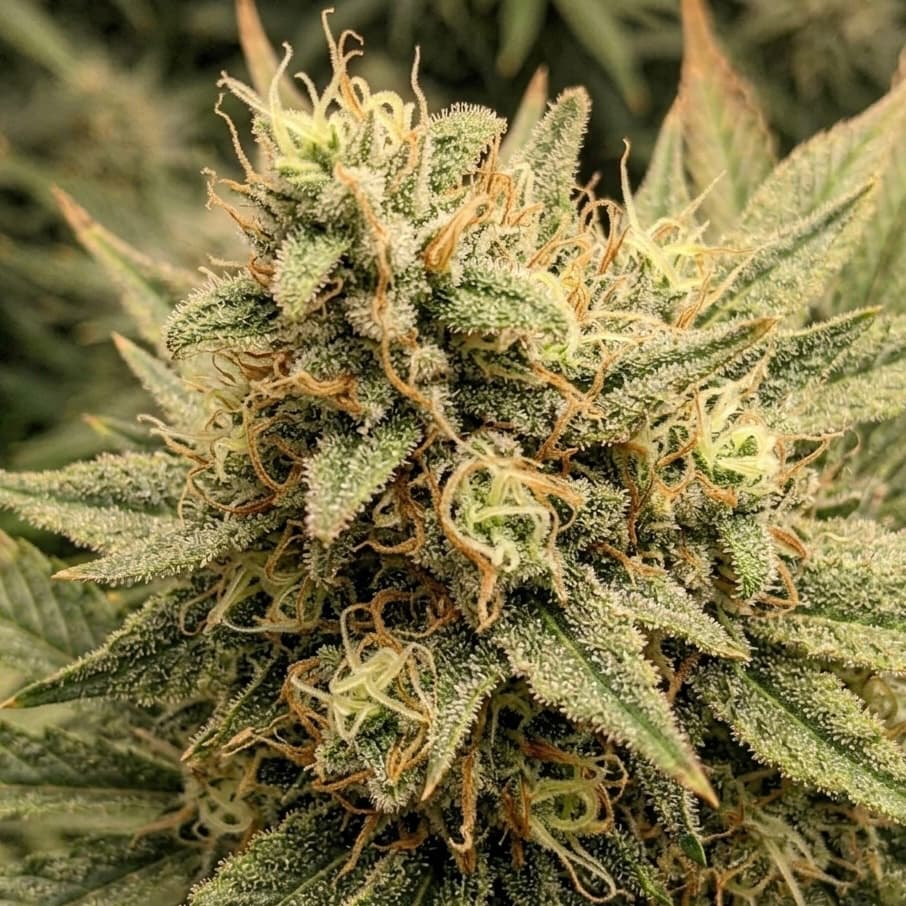 Auto OG Indica, Divine Seeds