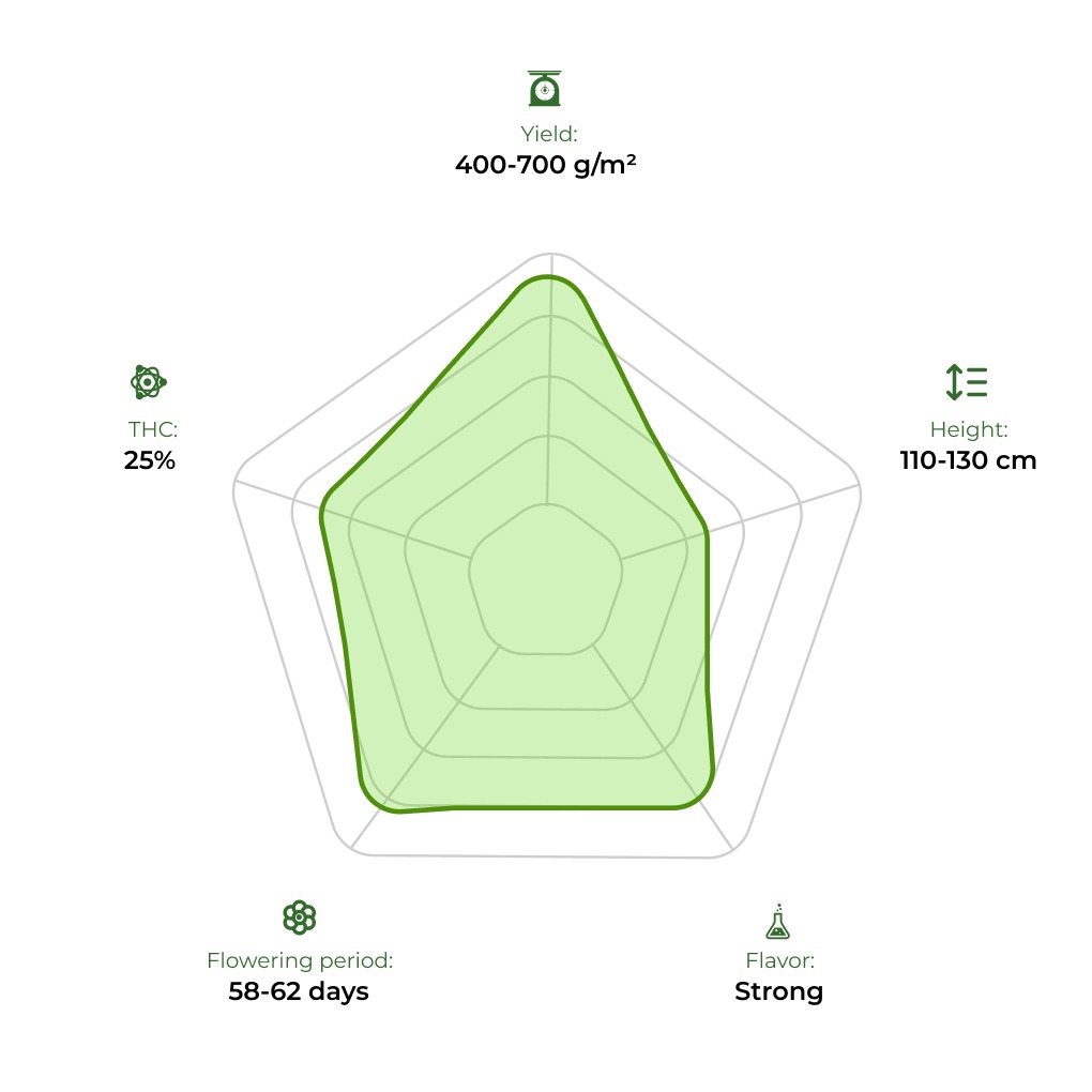 Auto OG Kush technology radar 33stakana
