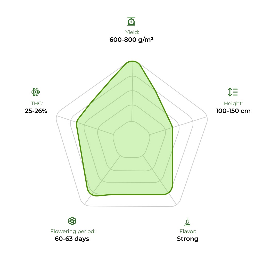 Auto Overdose technology radar 33stakana